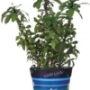 Accent Home & Garden - Sale Flower Pot Cover - Good Luck Accent