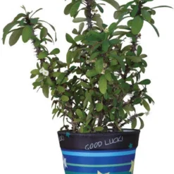 Accent Home & Garden - Sale Flower Pot Cover - Good Luck Accent
