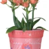 Accent Home & Garden - Sale Flower Pot Cover - Happy Birthday